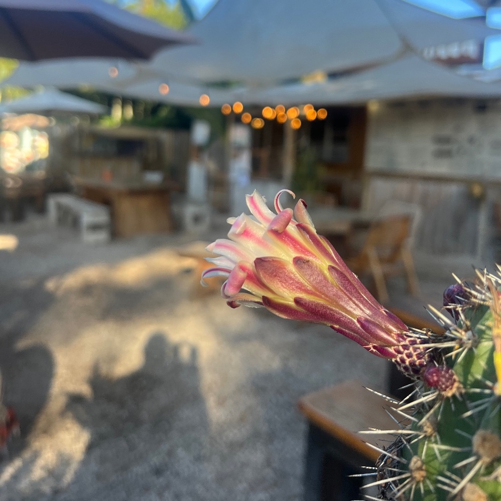 Meet your Posher, Maggie